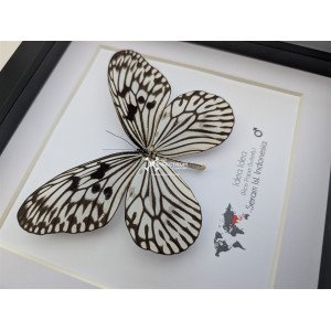 Paper Kite Butterfly